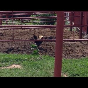 Meet your Posher, Crickett